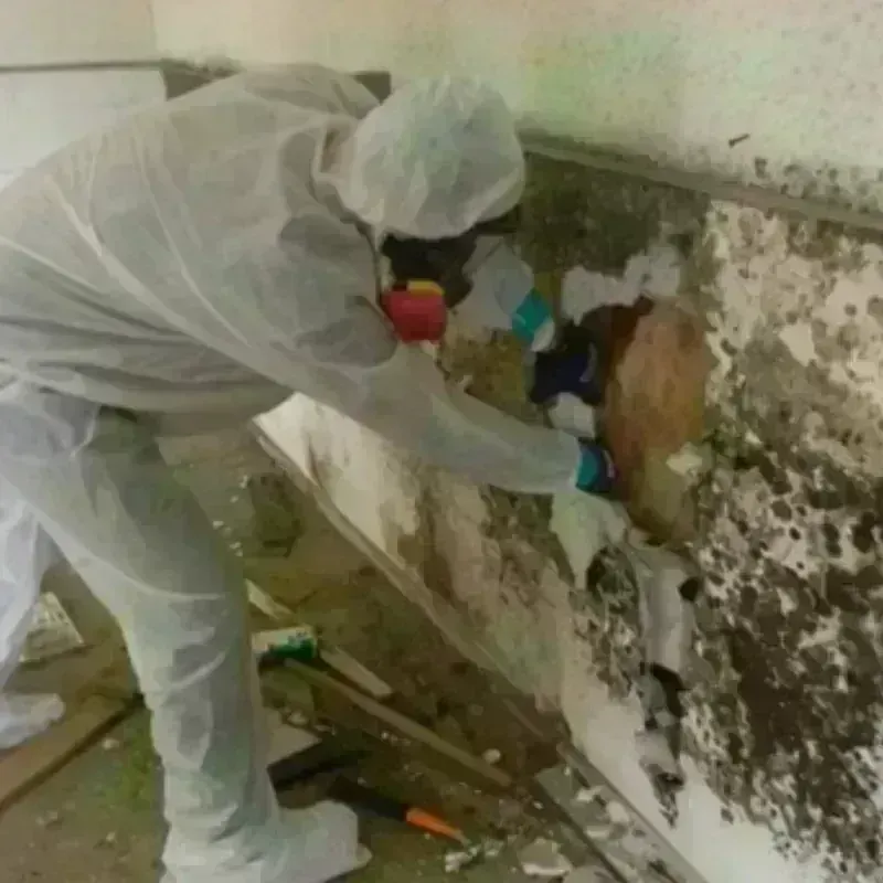 Mold Remediation and Removal in Polk City, IA